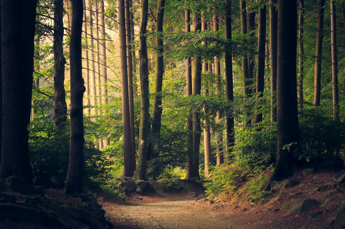 Sunlit forest path with tall trunks